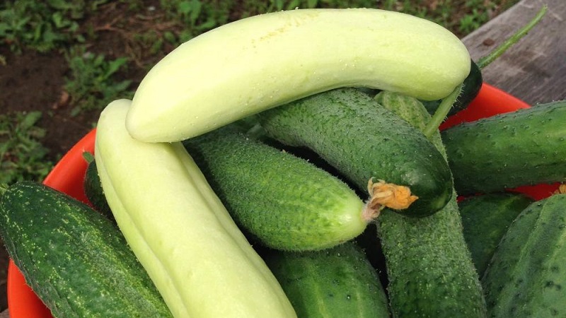 Exotic in your beds - white cucumbers: varieties, cultivation features and differences from green