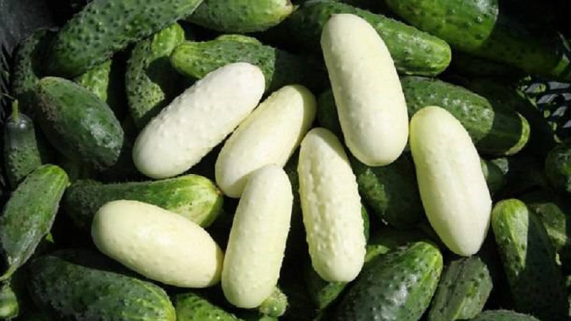 Exotic in your beds - white cucumbers: varieties, cultivation features and differences from green