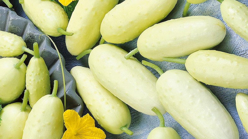 Exotic in your beds - white cucumbers: varieties, cultivation features and differences from green
