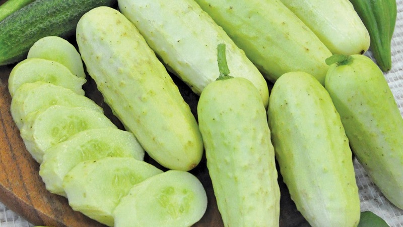 Exotic in your beds - white cucumbers: varieties, cultivation features and differences from green