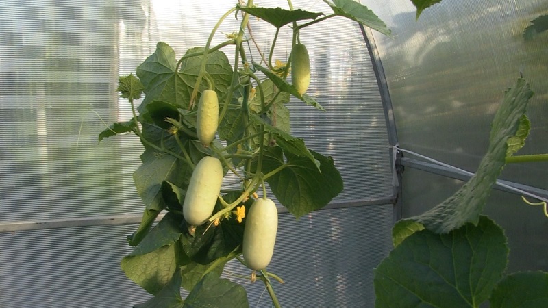 Exotic in your beds - white cucumbers: varieties, cultivation features and differences from green