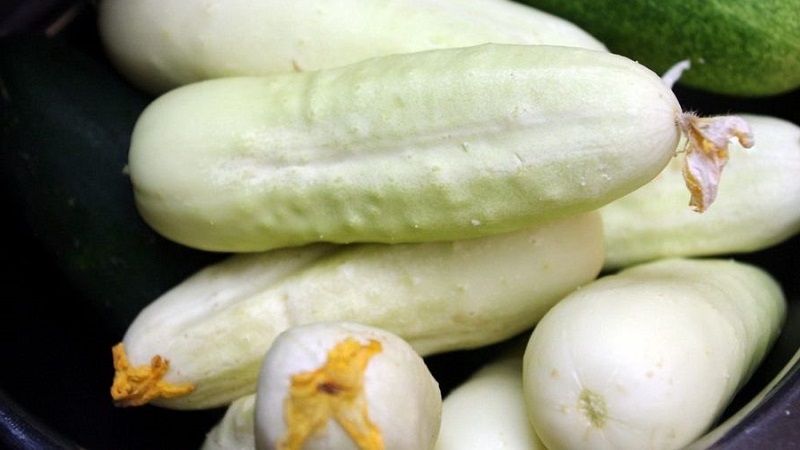 Exotic in your beds - white cucumbers: varieties, cultivation features and differences from green