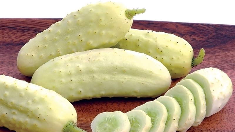 Exotic in your beds - white cucumbers: varieties, cultivation features and differences from green