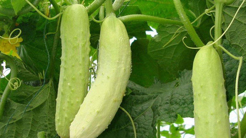 Exotic in your beds - white cucumbers: varieties, cultivation features and differences from green