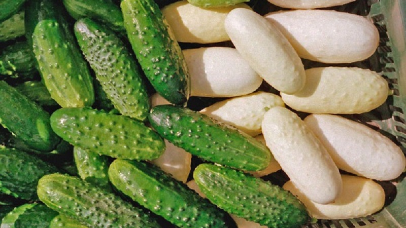Exotic in your beds - white cucumbers: varieties, cultivation features and differences from green