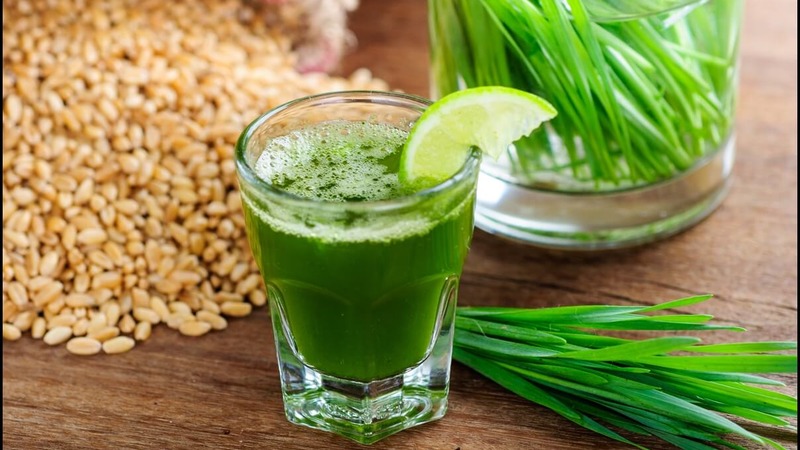 Maximum benefits in one glass: we prepare and drink wheatgrass juice correctly