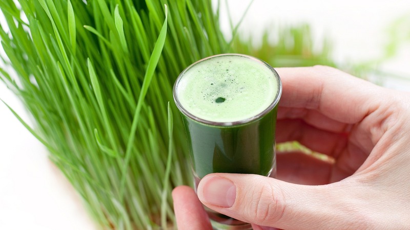 Maximum benefits in one glass: we prepare and drink wheatgrass juice correctly
