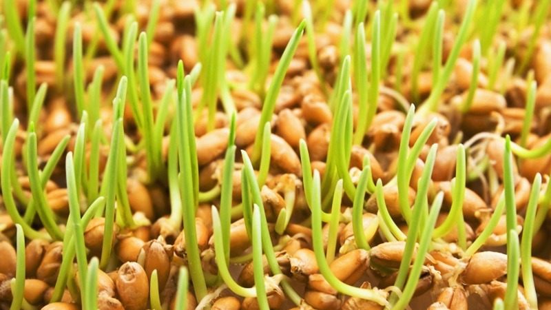 Maximum benefits in one glass: we prepare and drink wheatgrass juice correctly