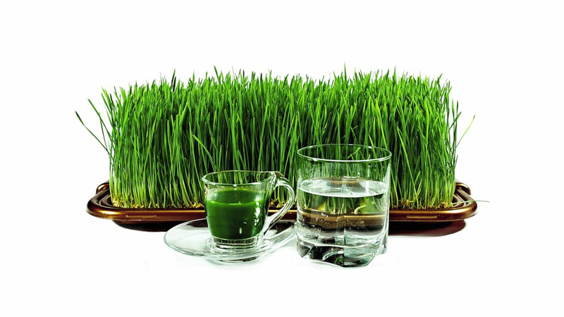 Maximum benefits in one glass: we prepare and drink wheatgrass juice correctly