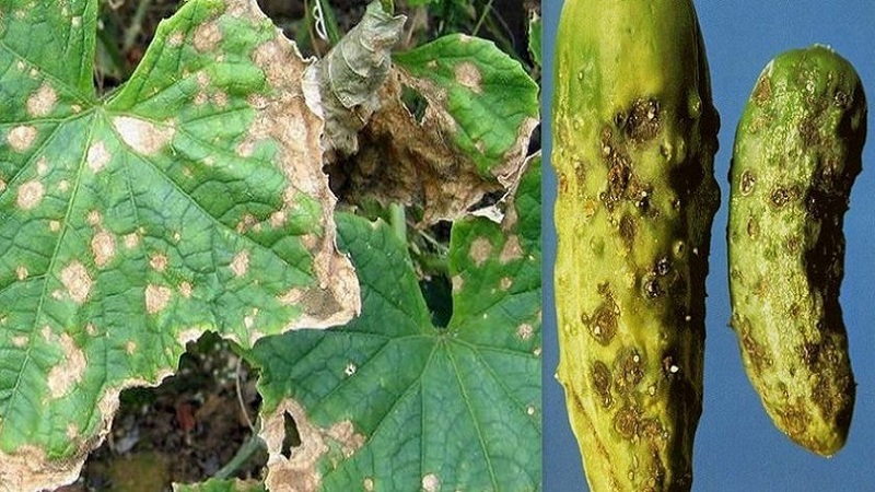 What to do with bacteriosis of cucumbers - treatment with effective methods