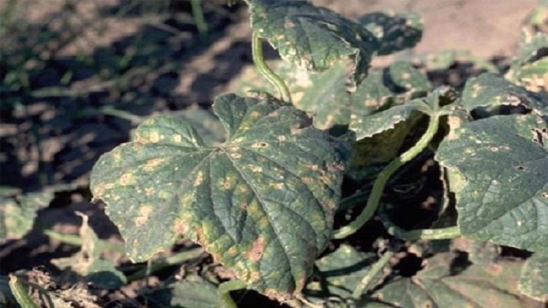 What to do with bacteriosis of cucumbers - treatment with effective methods