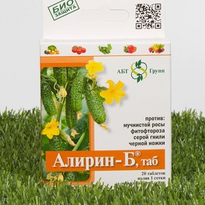 What to do with bacteriosis of cucumbers - treatment with effective methods