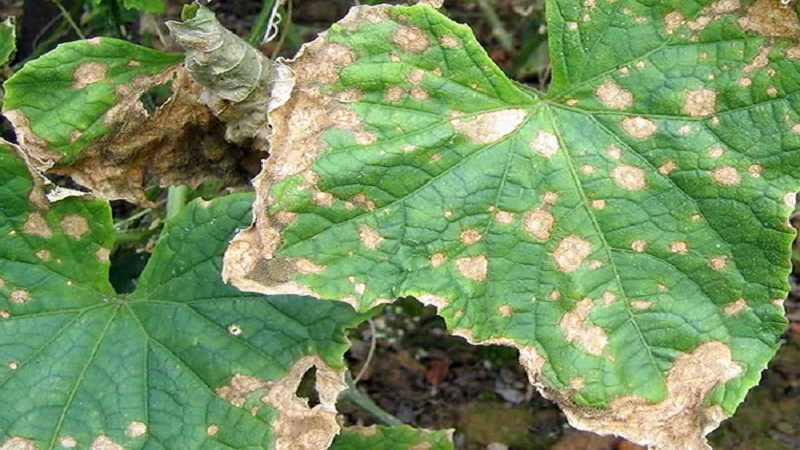 What to do with bacteriosis of cucumbers - treatment with effective methods