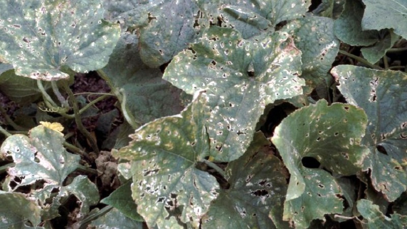 What to do with bacteriosis of cucumbers - treatment with effective methods