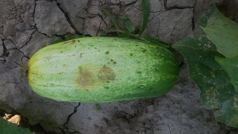 What to do with bacteriosis of cucumbers - treatment with effective methods