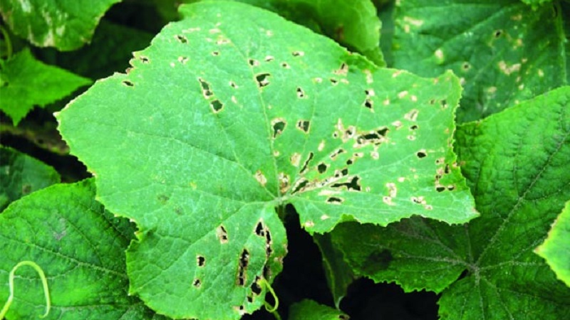 What to do with bacteriosis of cucumbers - treatment with effective methods