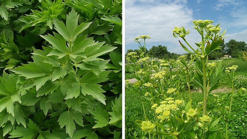 What is the difference between lovage and celery, or is it the same thing?
