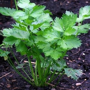 What is the difference between lovage and celery, or is it the same thing?