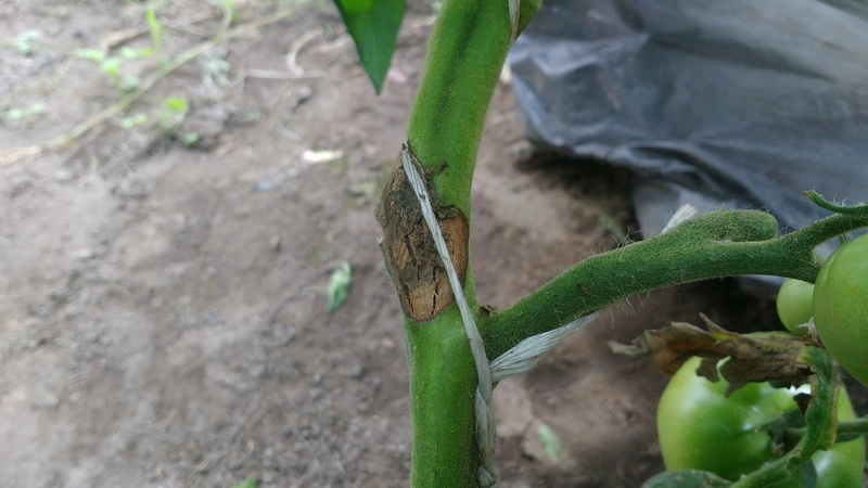 What are the diseases of tomatoes in the greenhouse and the fight against them