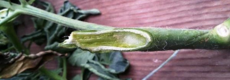 What are the diseases of tomatoes in the greenhouse and the fight against them