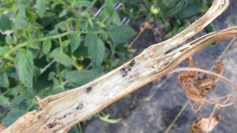 What are the diseases of tomatoes in the greenhouse and the fight against them
