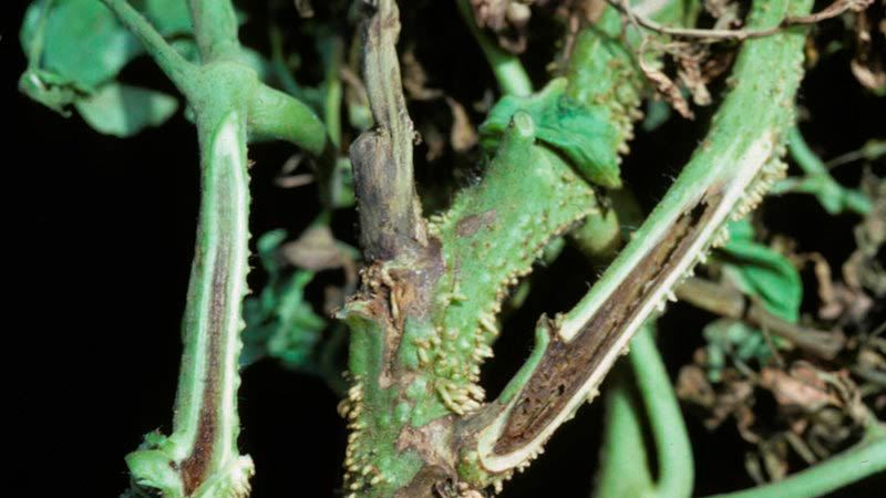 What are the diseases of tomatoes in the greenhouse and the fight against them