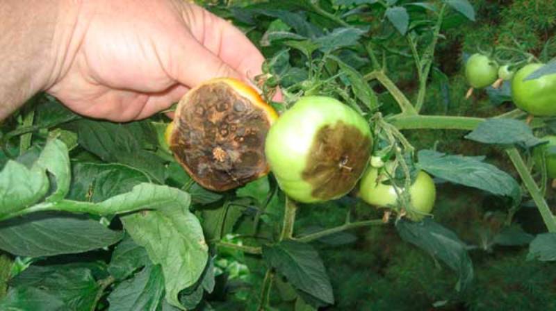 What are the diseases of tomatoes in the greenhouse and the fight against them