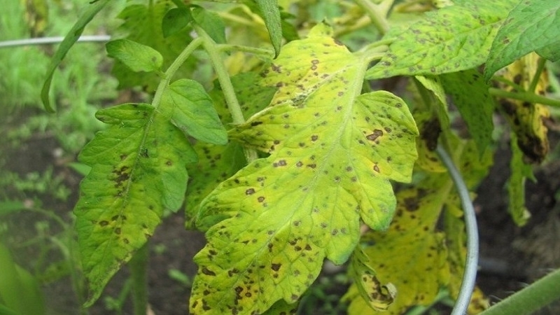 What are the diseases of tomatoes in the greenhouse and the fight against them