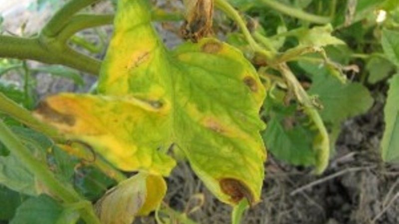What are the diseases of tomatoes in the greenhouse and the fight against them