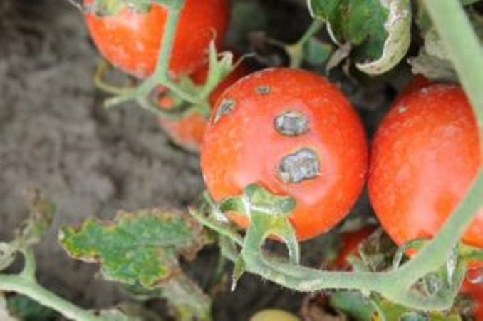 What are the diseases of tomatoes in the greenhouse and the fight against them
