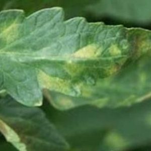 What are the diseases of tomatoes in the greenhouse and the fight against them