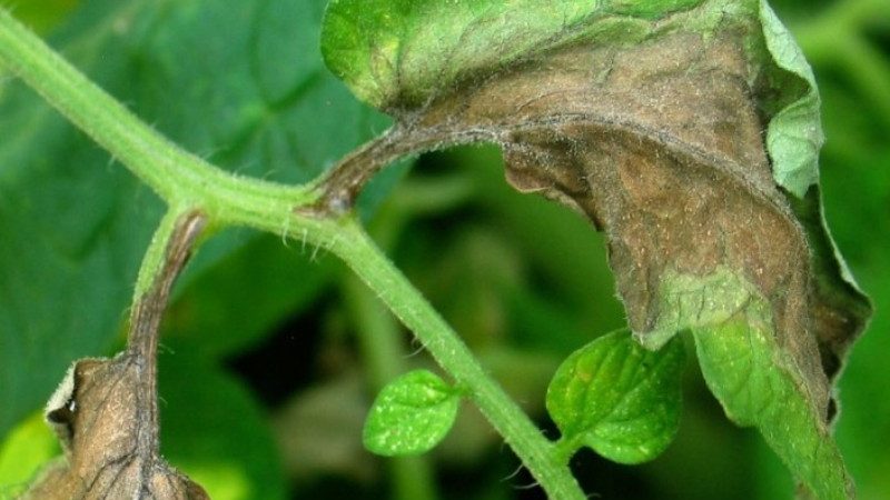 What are the diseases of tomatoes in the greenhouse and the fight against them