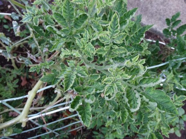 What are the diseases of tomatoes in the greenhouse and the fight against them