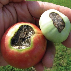What are the diseases of tomatoes in the greenhouse and the fight against them