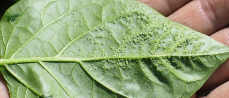 What are the diseases of tomatoes in the greenhouse and the fight against them