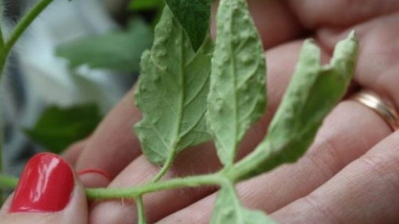 What are the diseases of tomatoes in the greenhouse and the fight against them