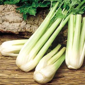 A step-by-step guide to growing stalked celery outdoors