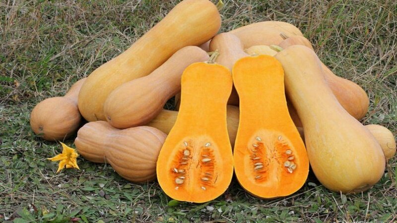 Low-calorie, but at the same time sweet vegetable with a pleasant aroma - Honey pumpkin