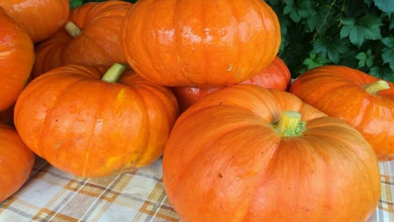 Low-calorie, but at the same time sweet vegetable with a pleasant aroma - Honey pumpkin