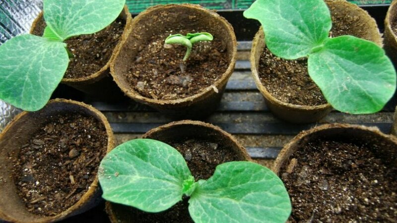 Low-calorie, but at the same time sweet vegetable with a pleasant aroma - Honey pumpkin