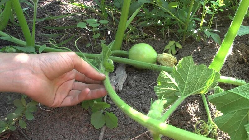 Low-calorie, but at the same time sweet vegetable with a pleasant aroma - Honey pumpkin