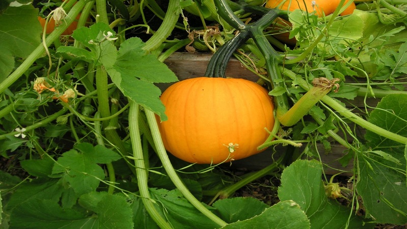 Low-calorie, but at the same time sweet vegetable with a pleasant aroma - Honey pumpkin