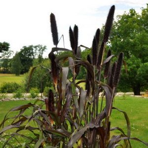 How to grow in the open field and use African millet on the farm
