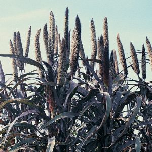 How to grow in the open field and use African millet on the farm