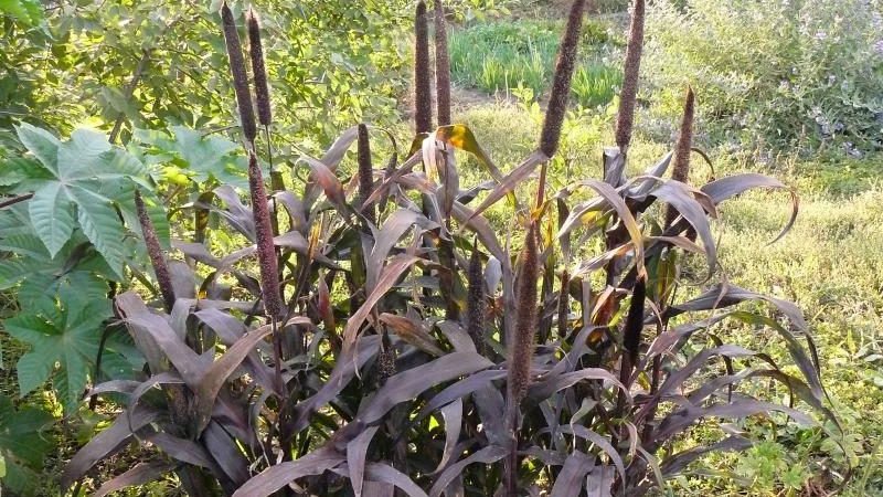 How to grow in the open field and use African millet on the farm