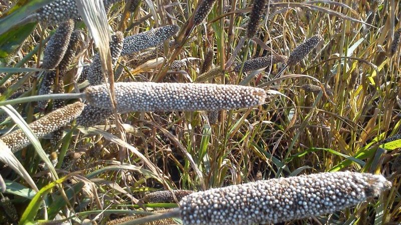 How to grow in the open field and use African millet on the farm