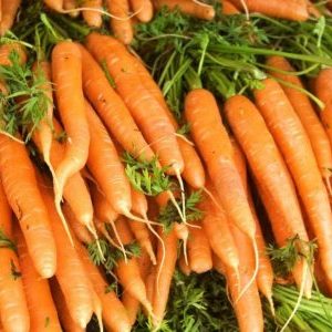 An early ripe hybrid of carrots with excellent yields: Amsterdam