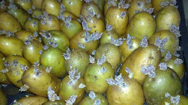 Why is solanine in potatoes dangerous?