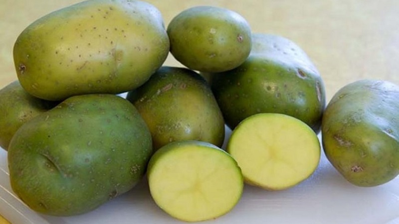 Why is solanine in potatoes dangerous?