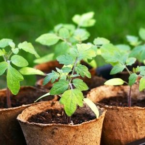 How to feed tomato seedlings so that there are plump stems and how to do it right